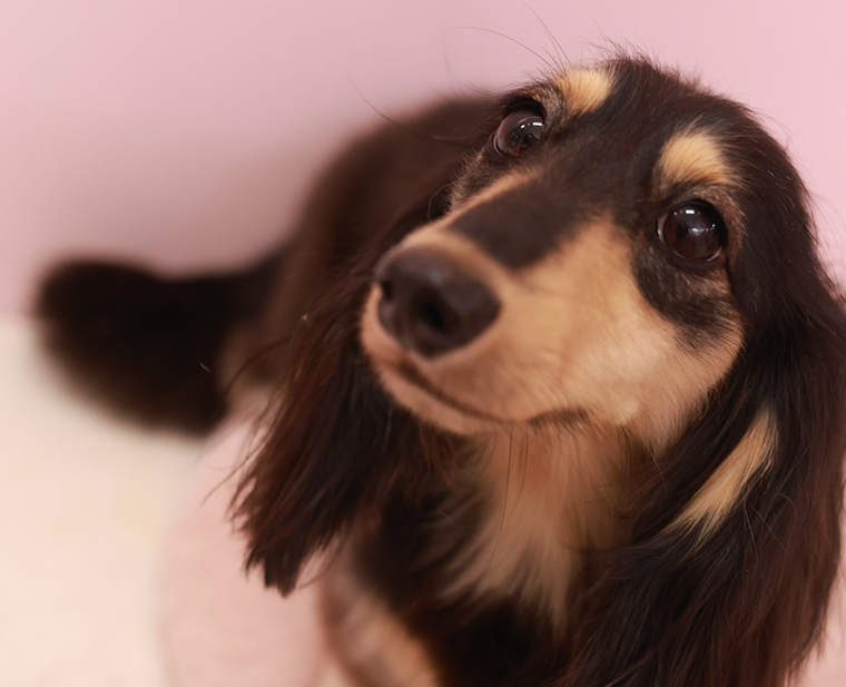 知識と経験をもとにワンちゃんと